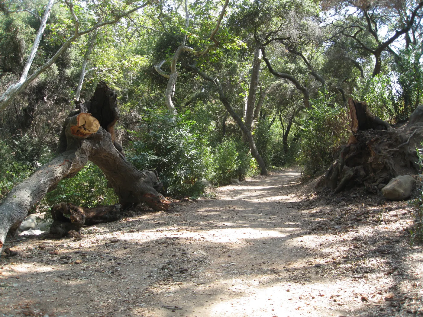 Oak remains in Canyon