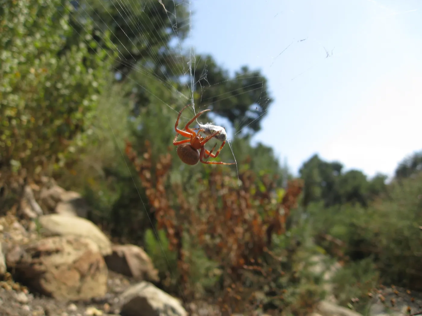 Garden spider on Campbell Trail