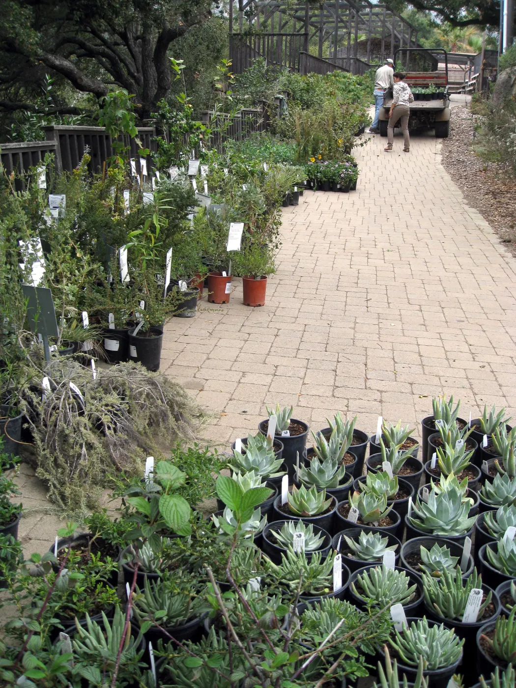 Fall plant sale setup