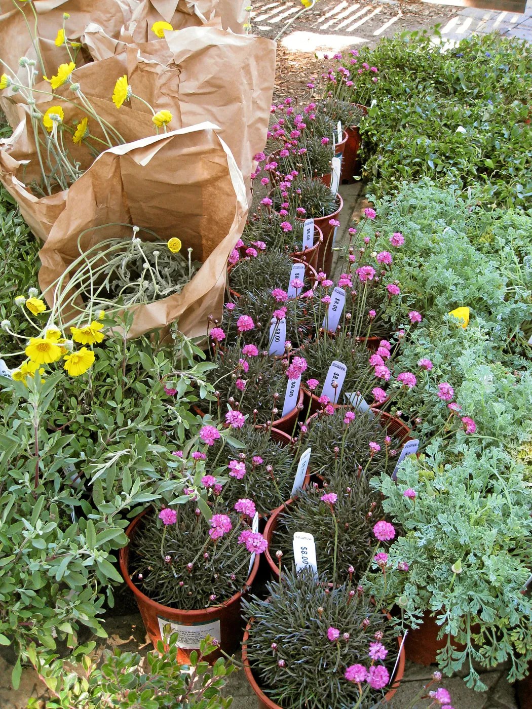 Fall plant sale setup