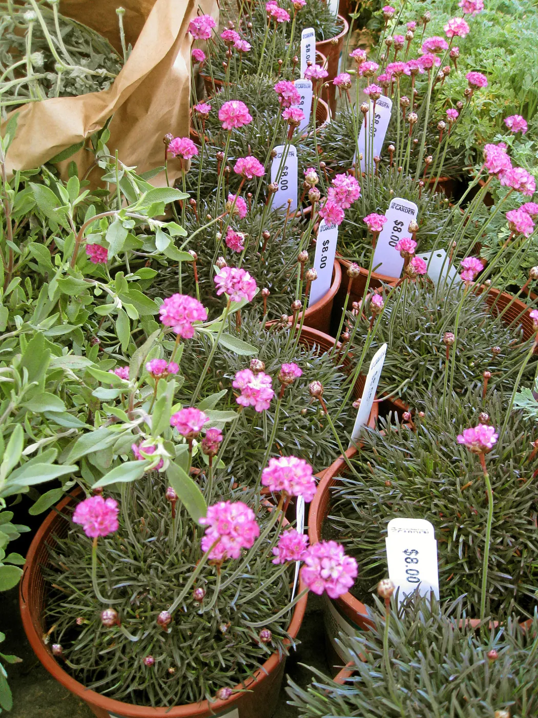Fall plant sale setup. Armeria