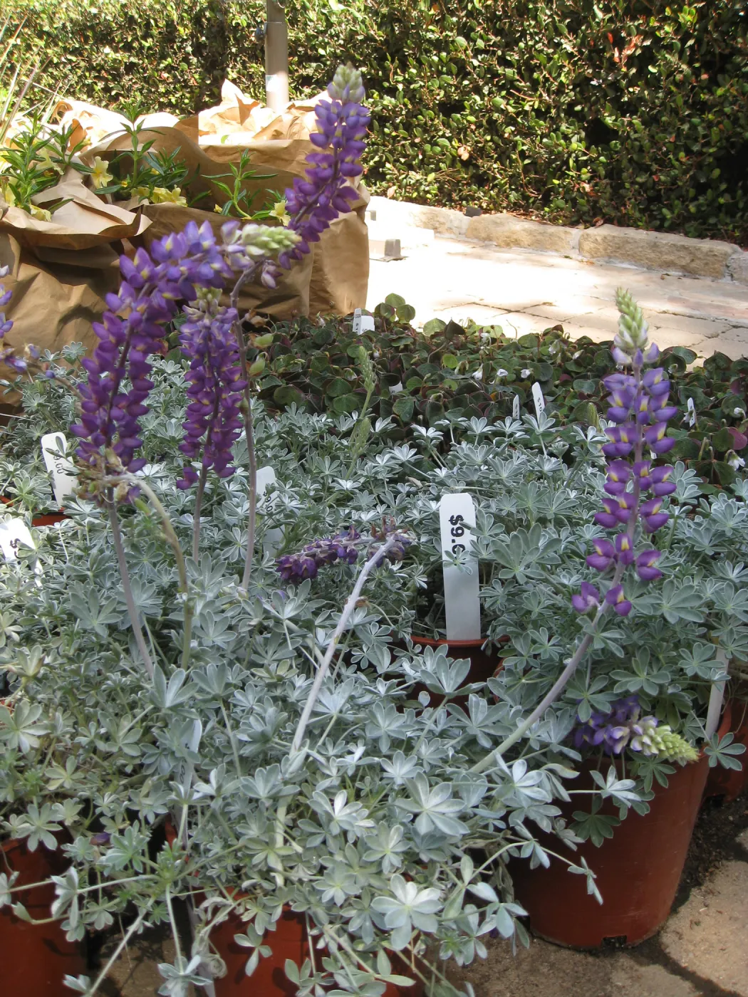 Fall plant sale setup