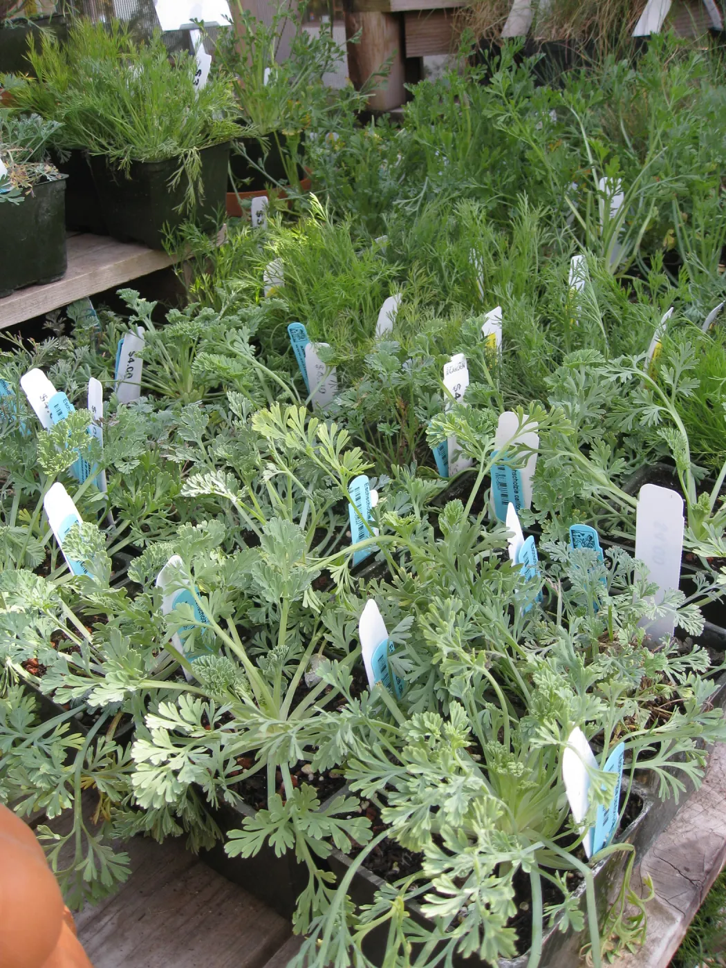 Fall plant sale setup. Lath house products