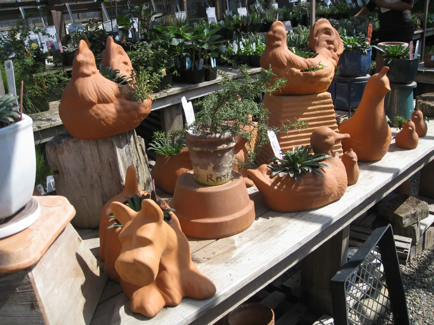 Fall plant sale setup. Lath house products