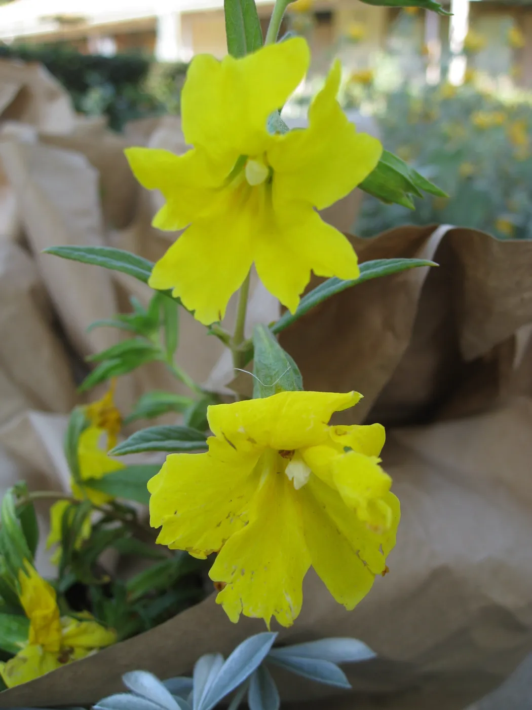 Fall plant sale setup, Mimulus
