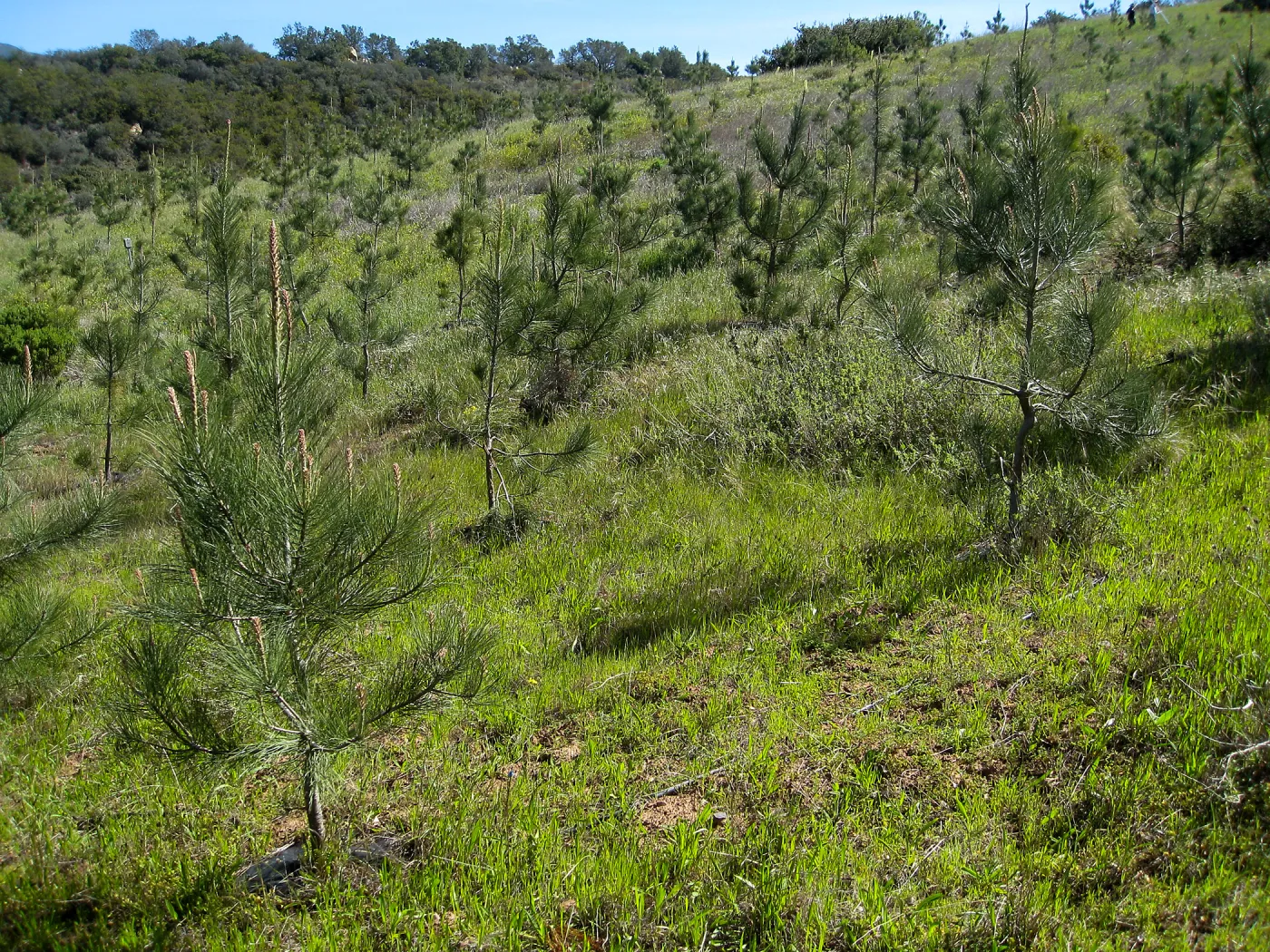 Torrey Pine plantation at Hay Hill