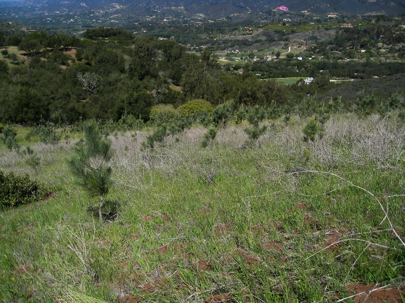 Torrey Pine plantation at Hay Hill