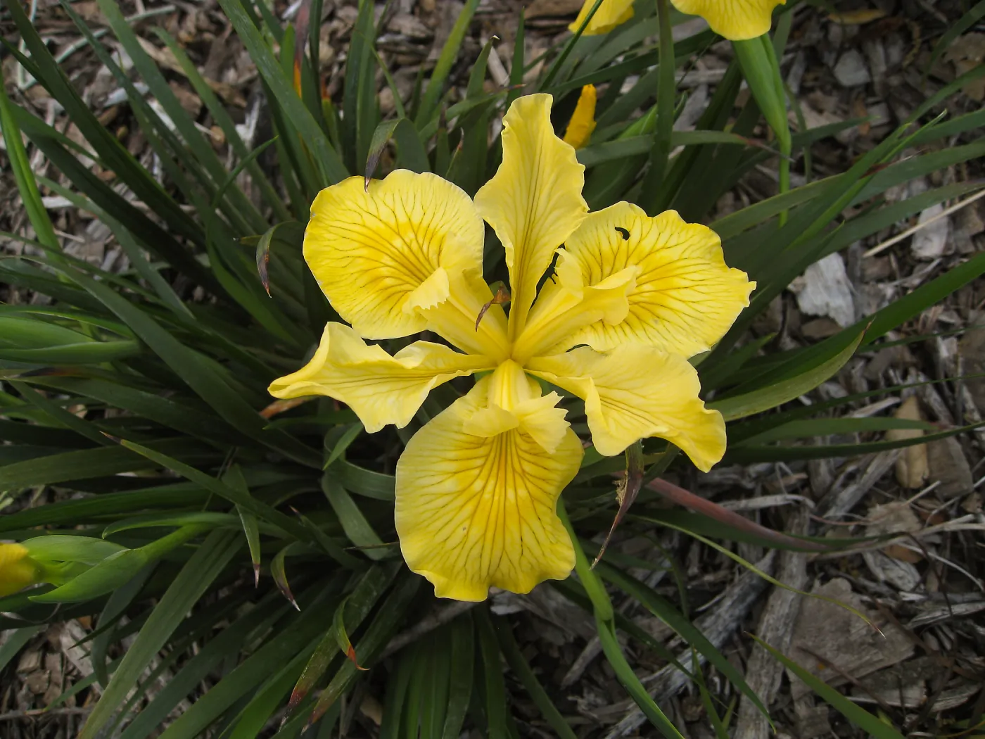 Iris Canyon Sunshine in Groundcover Display