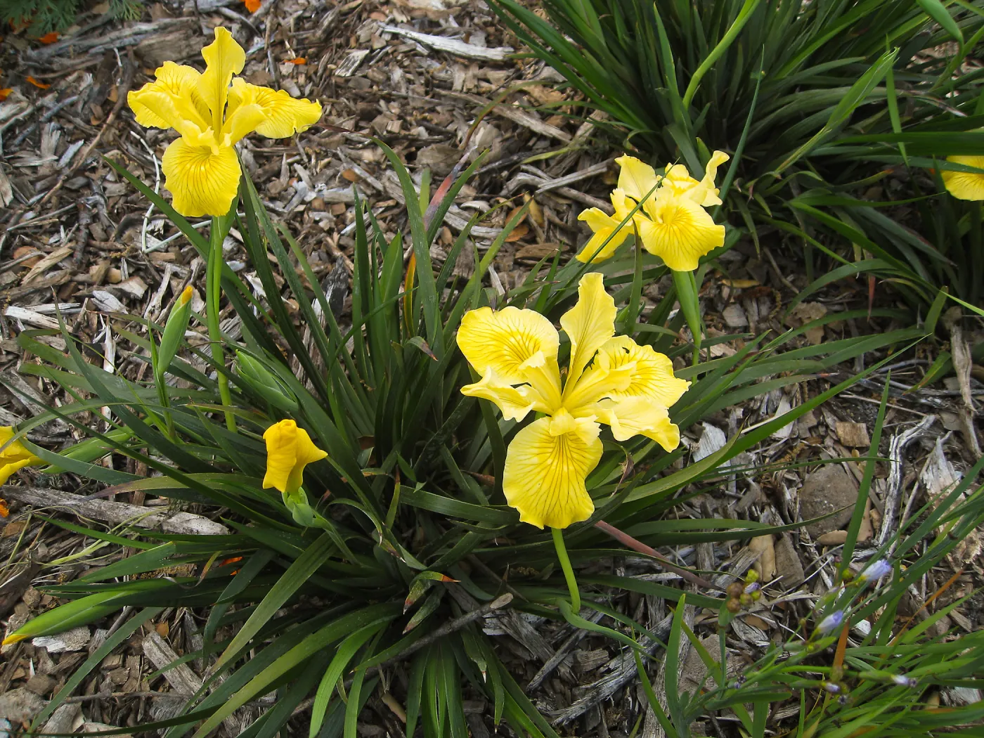 Iris â€˜Canyon Sunshine' in Groundcover Display