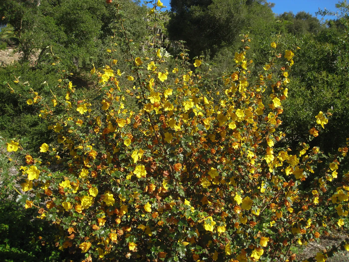 Fremontodendron in bloom at the Tunnel Triangle