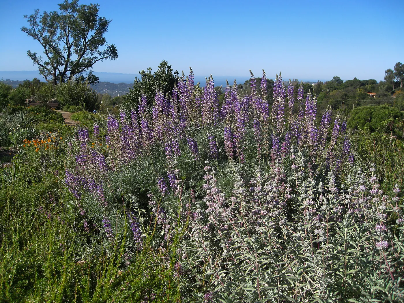 Bush lupine and purple sage on the Porter Trail