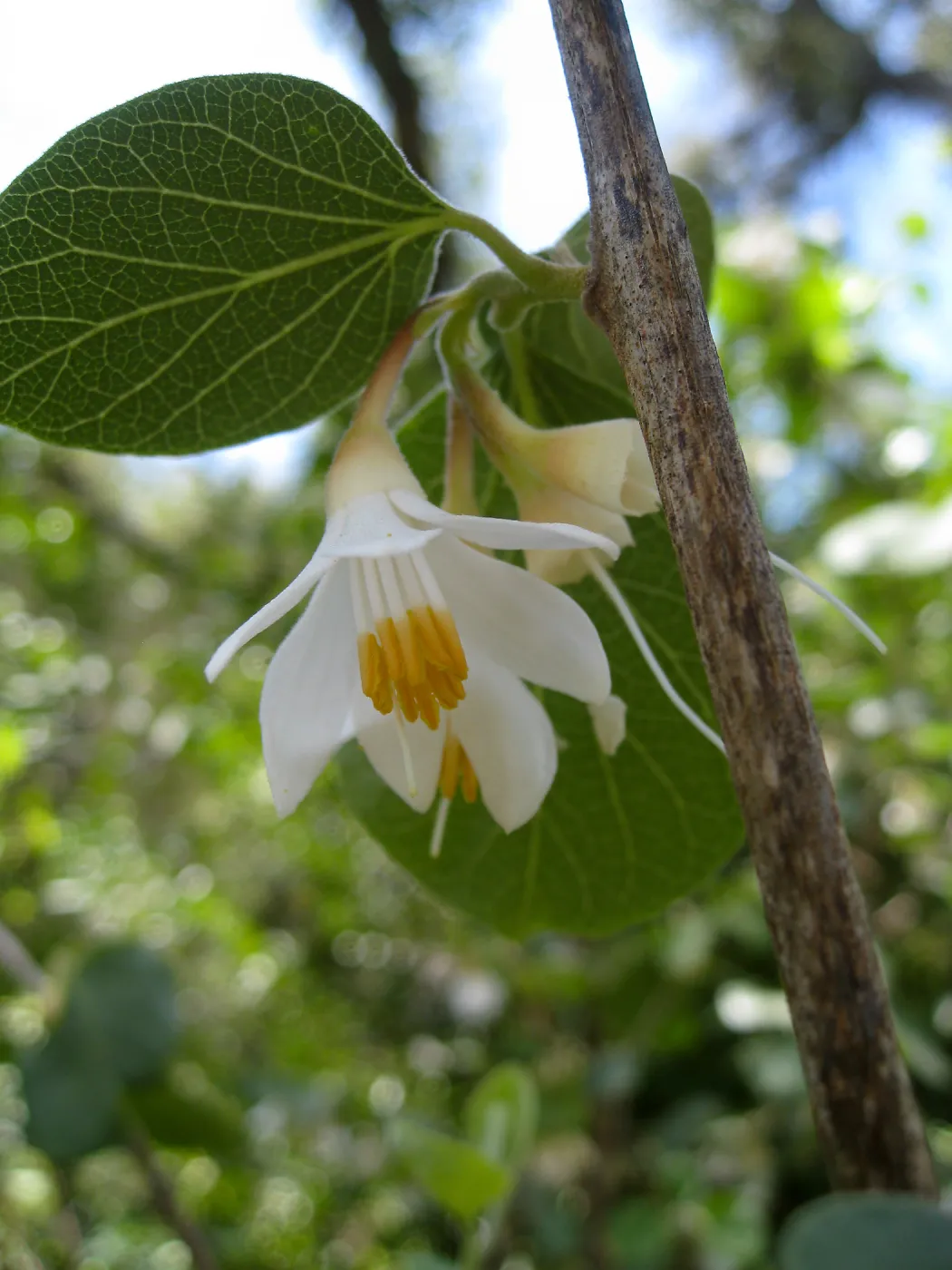 Styrax redivivus on the Campbell Trail