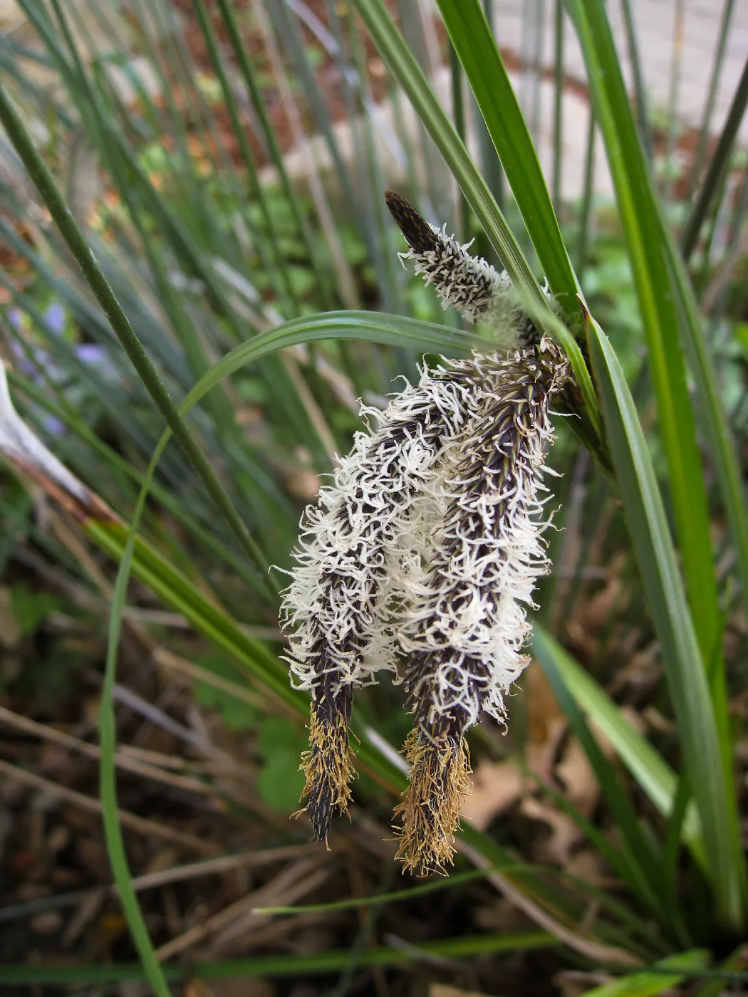 Carex flower