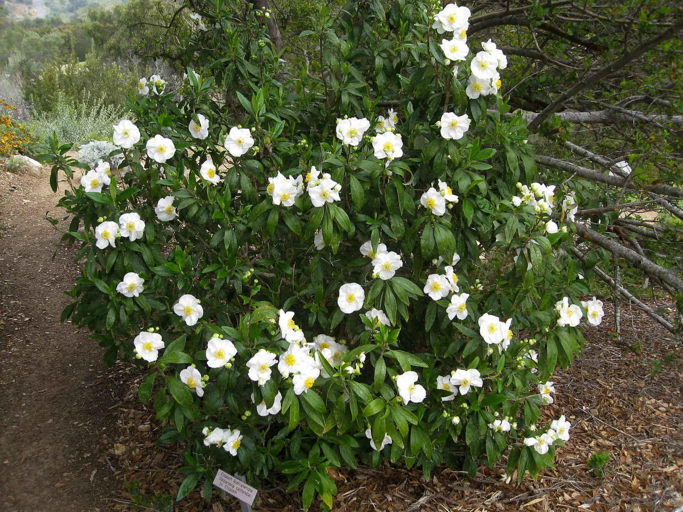 Carpenteria californica on the Porter Trail