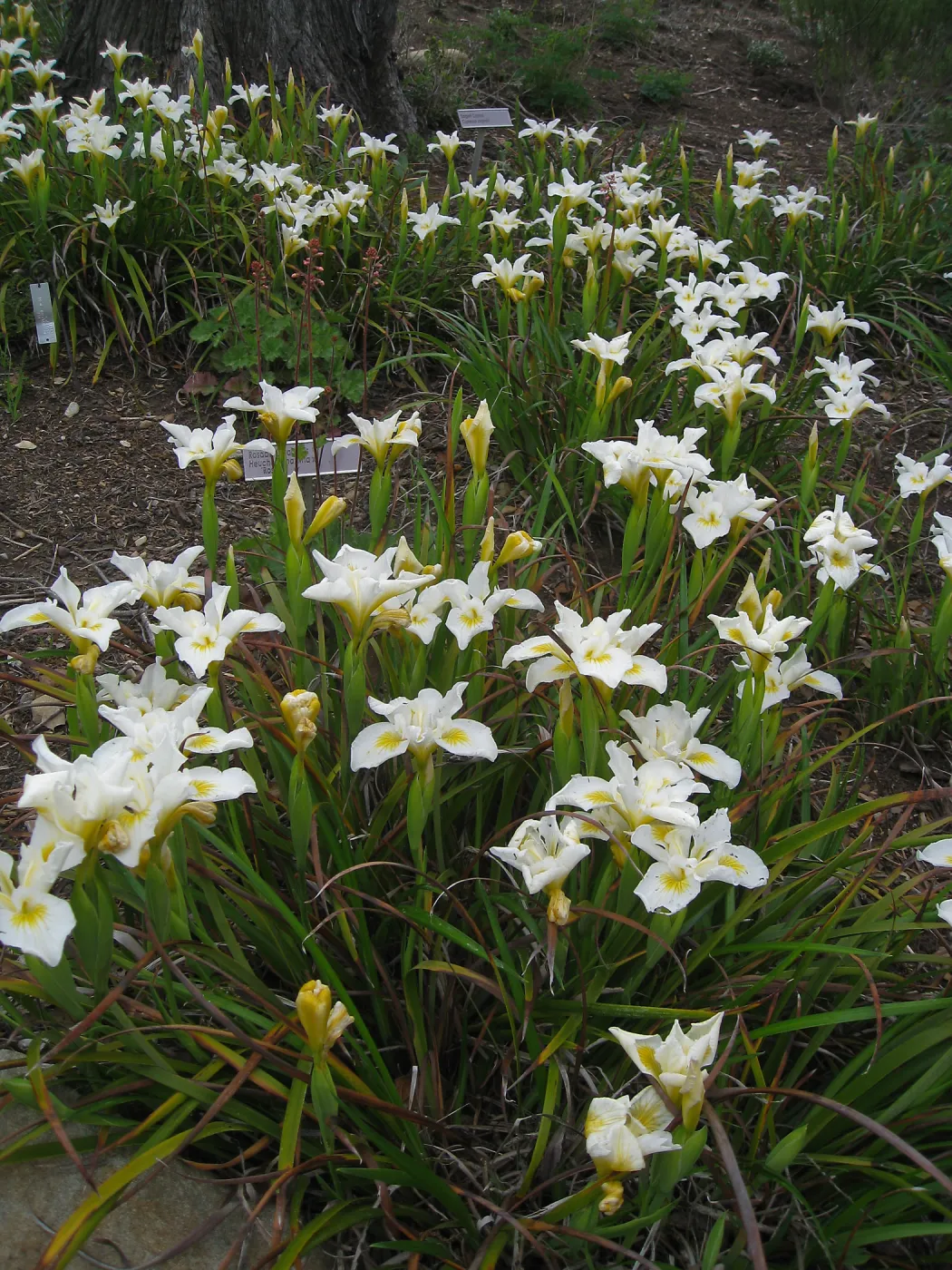 Iris 'Canyon Snow' on the Porter Trail