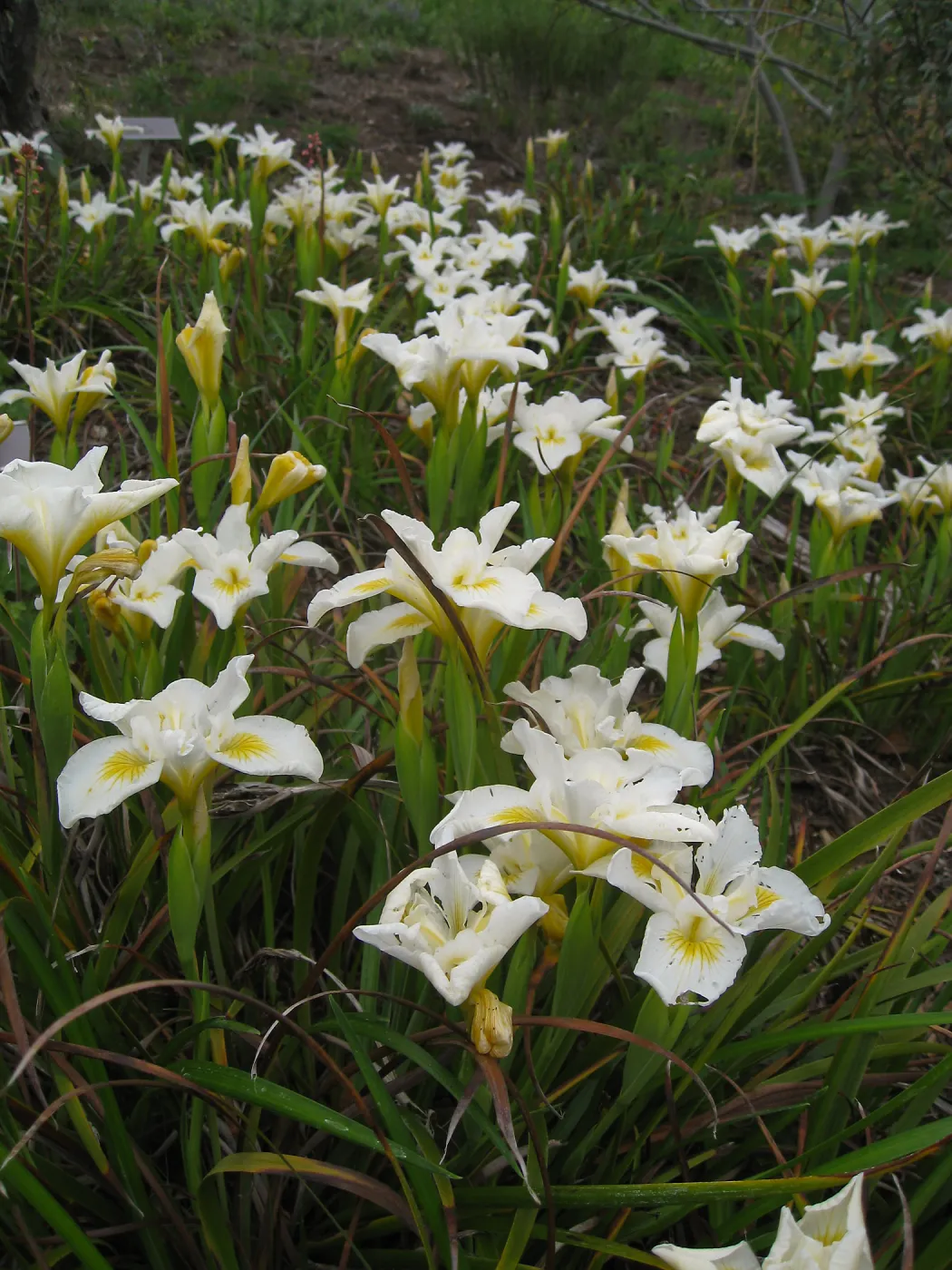 Iris 'Canyon Snow' on the Porter Trail