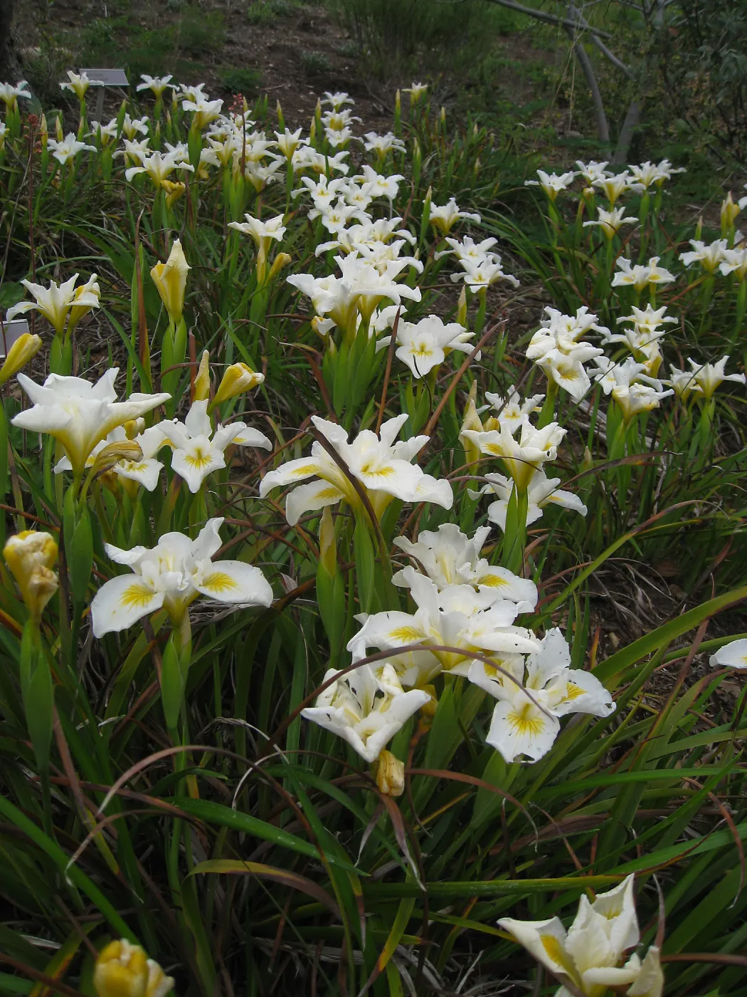 Iris 'Canyon Snow' on the Porter Trail