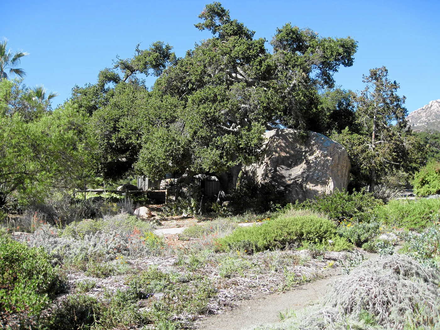 Groundcover display