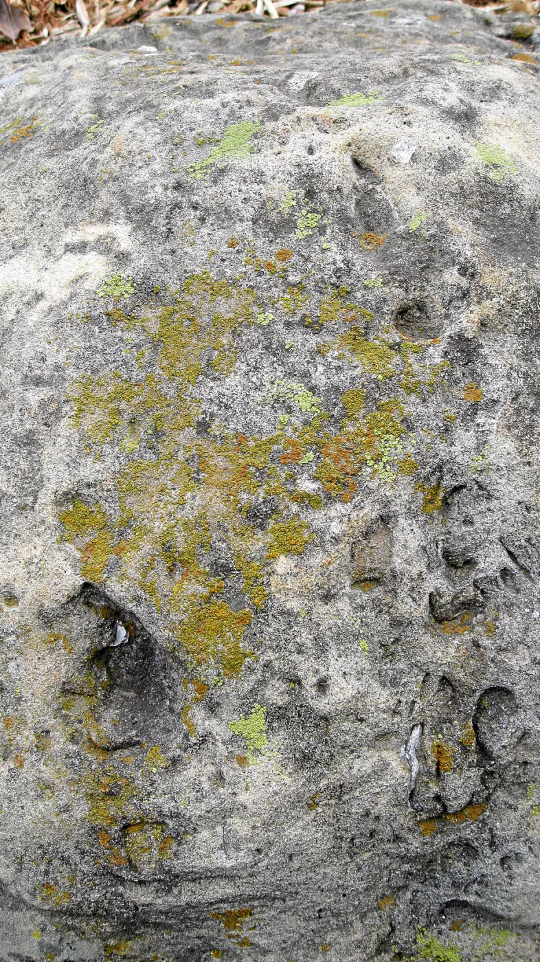 Lichens on sandstone boulders near old stone steps in the parking lot