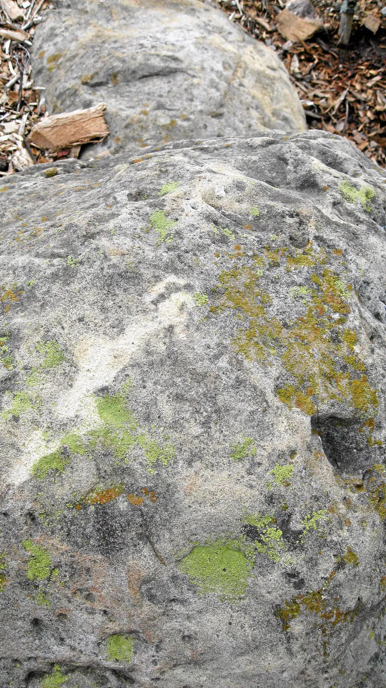 Lichens on sandstone boulders near old stone steps in the parking lot