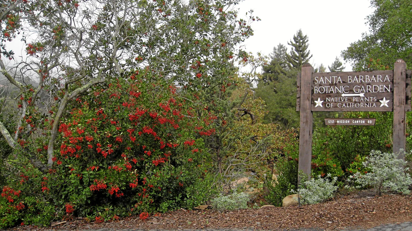 Toyon in fruit at top of parking lot with entry sign