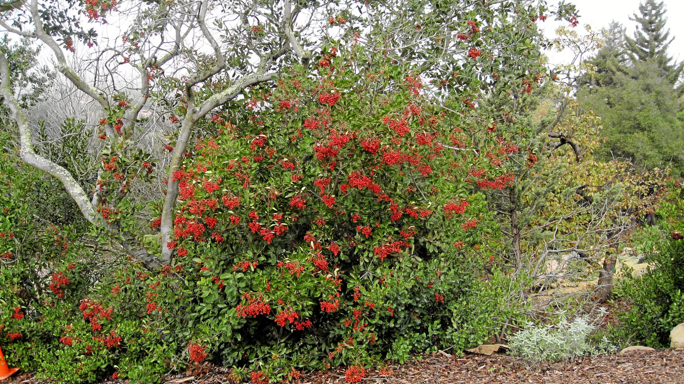 Toyon in fruit at top of parking lot