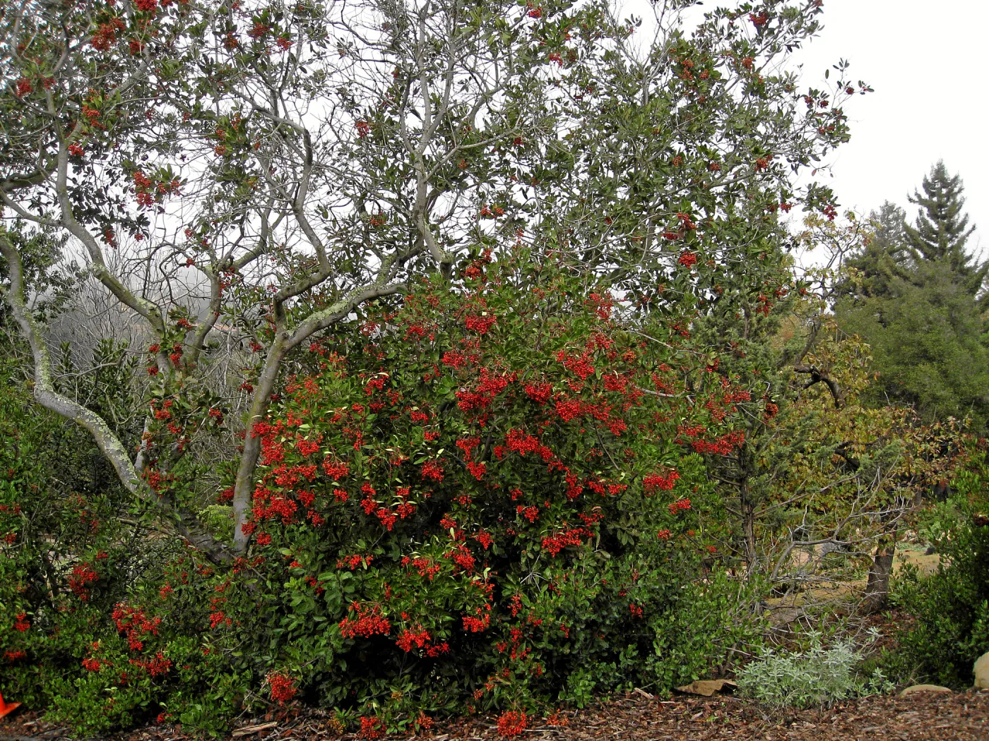 Toyon in fruit at top of parking lot