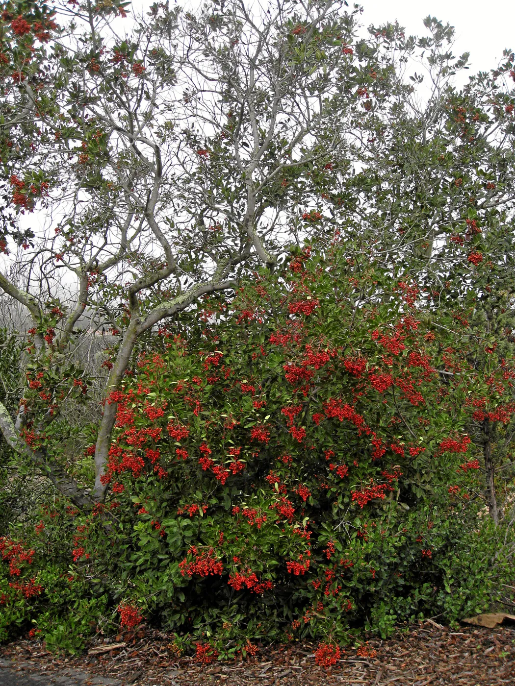 Toyon in fruit at top of parking lot