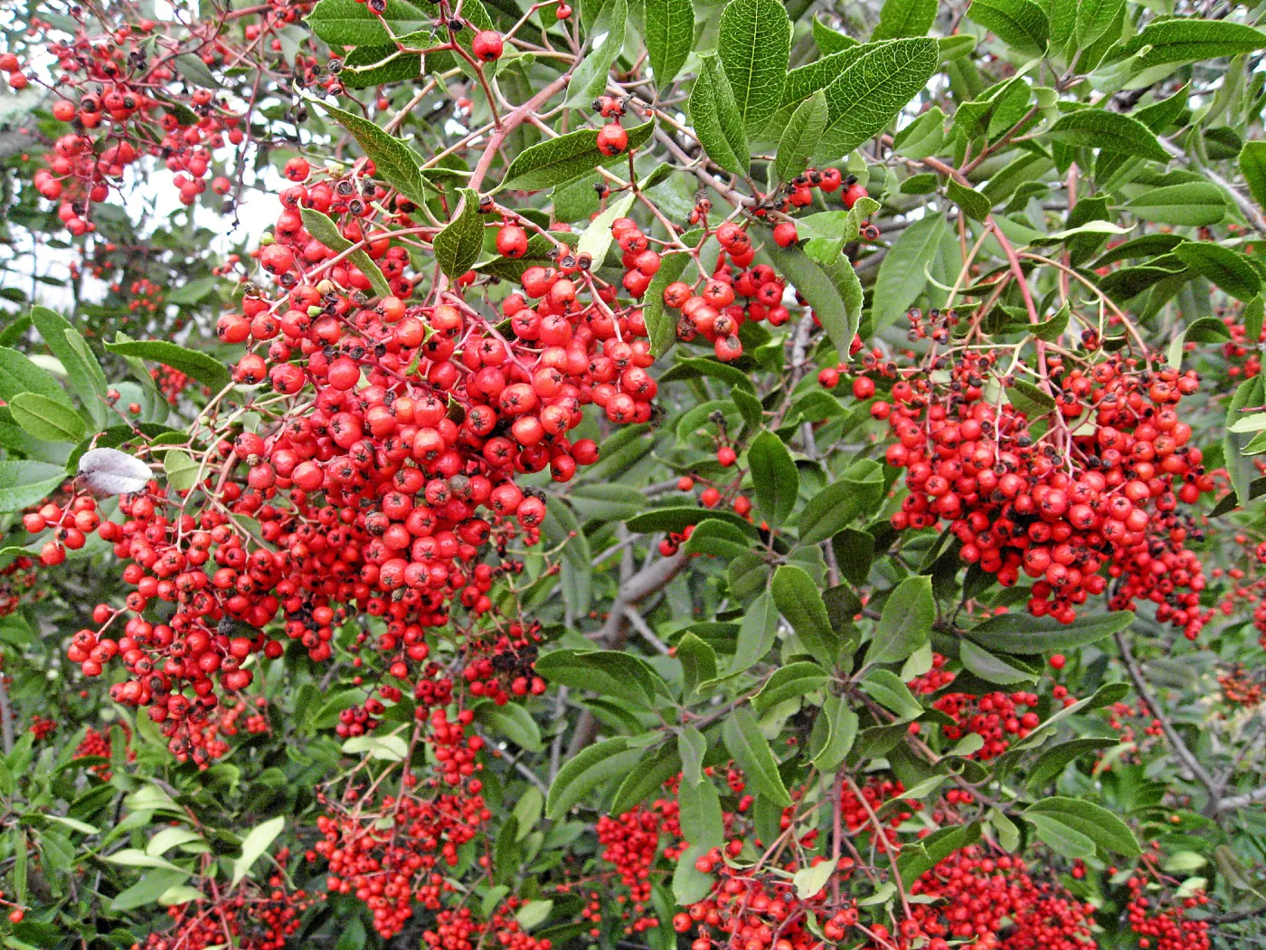 Toyon in fruit at top of parking lot