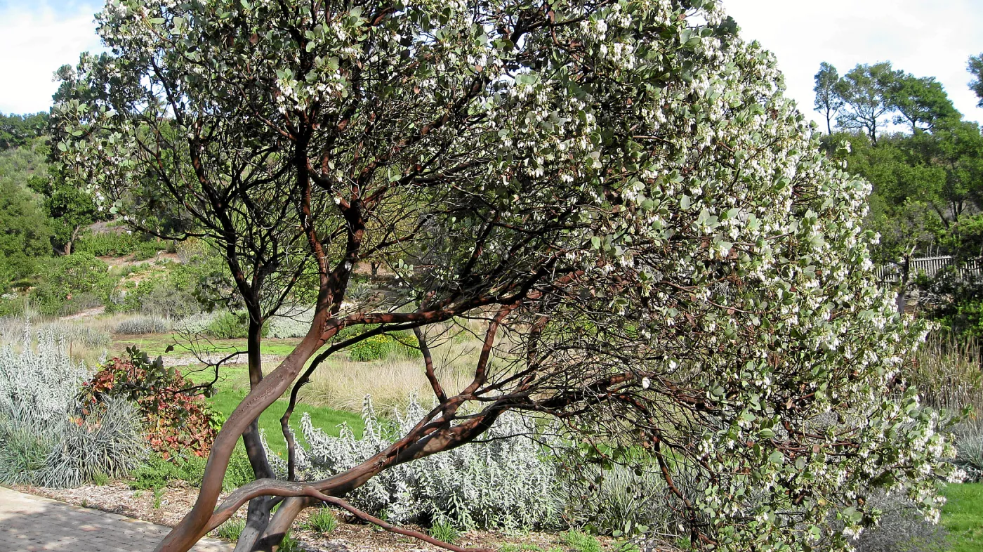 Arctostaphylos glauca in bloom west side of the Meadow