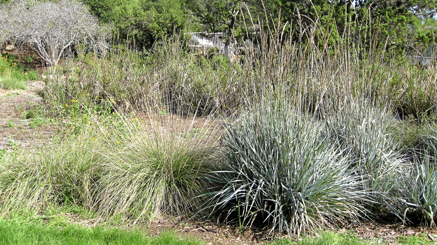 Strips of Leymus 'Canyon Prince' and lawn in the Meadow