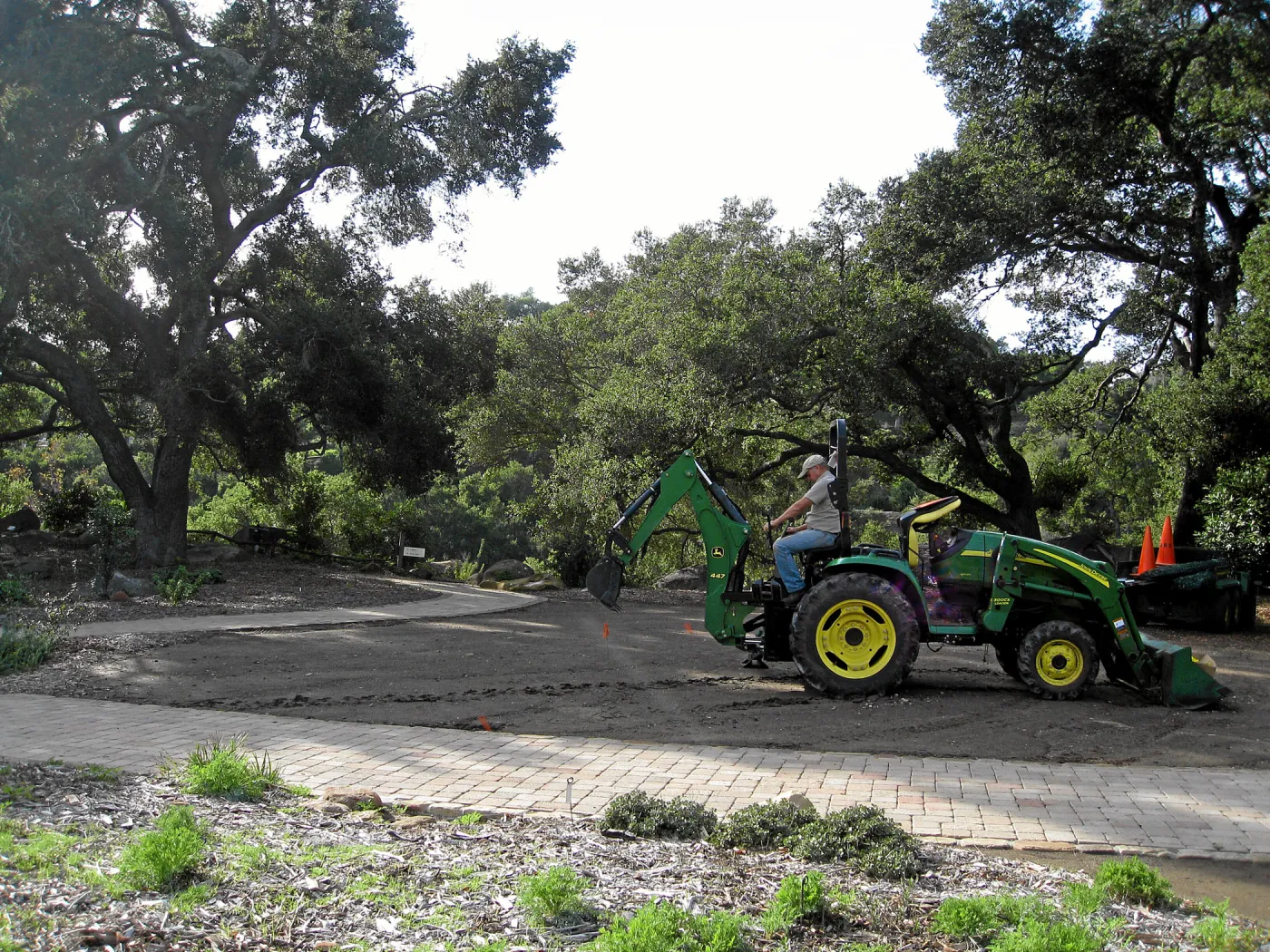 Dave Kershaw digging holes for new oak trees in the Meadow Oaks