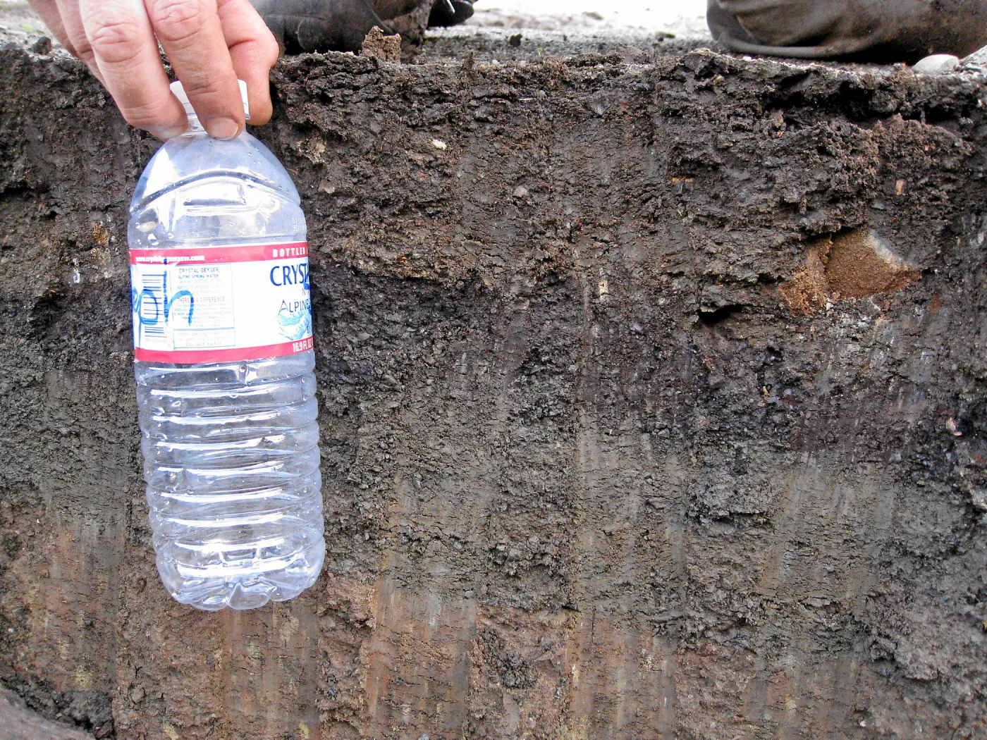 Soil profile showing shale buildup in holes dug for new oak trees in the Meadow Oaks