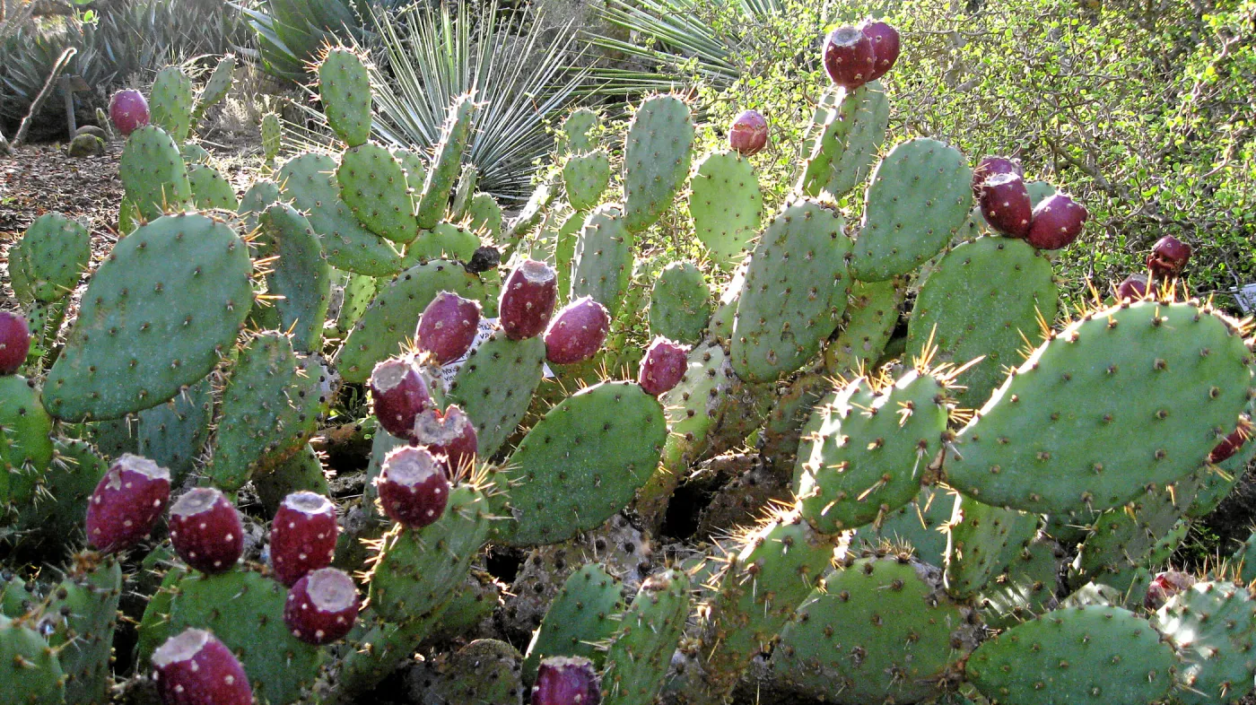 Opuntia vaseyi in fruit in the Desert Section