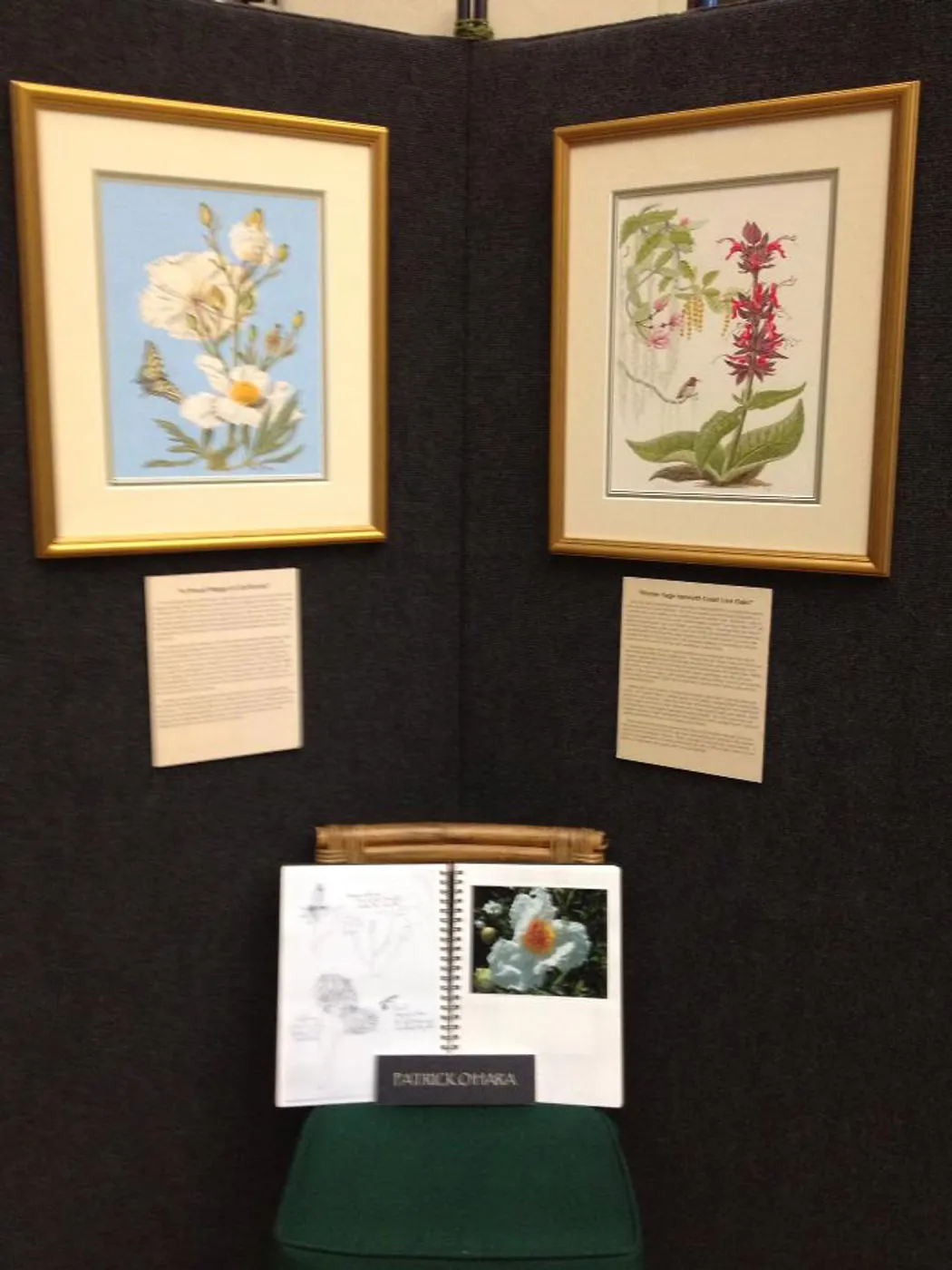 Art by Patrick O'Hara, Art From the Blaksley Library, botanical art exhibit, April 2013