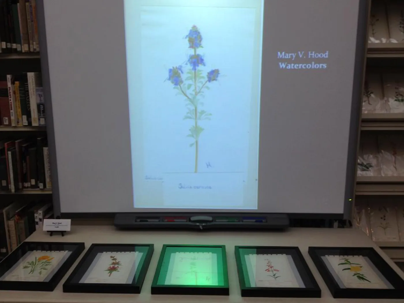 Art by Mary V. Hood, Art From the Blaksley Library, botanical art exhibit, April 2013