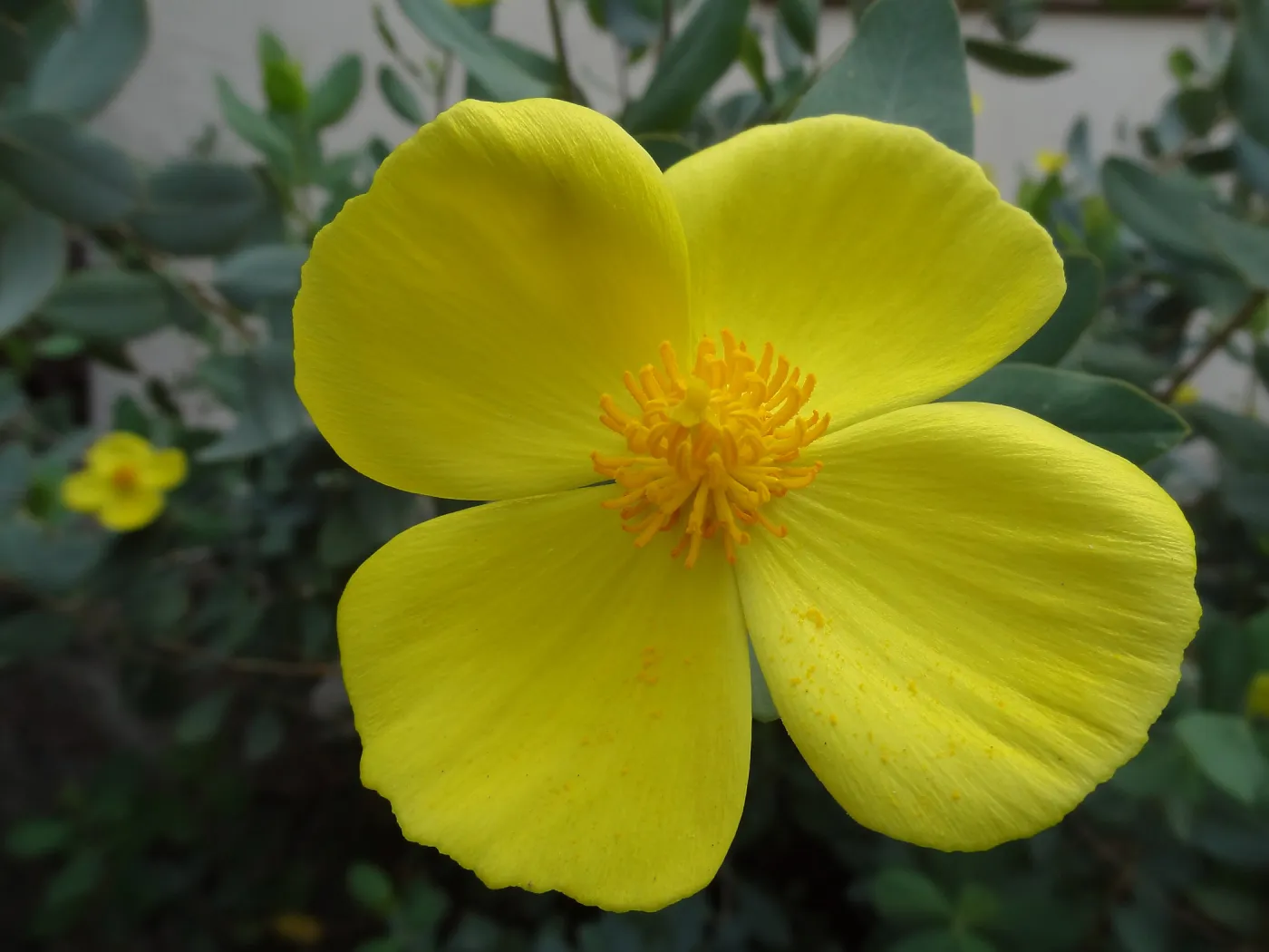 Dendromecon flower