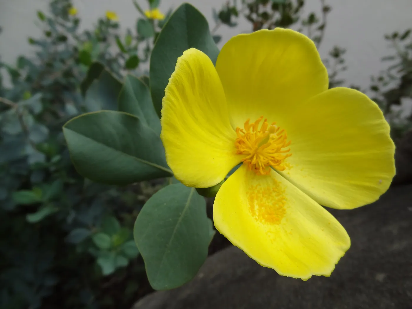 Dendromecon flower