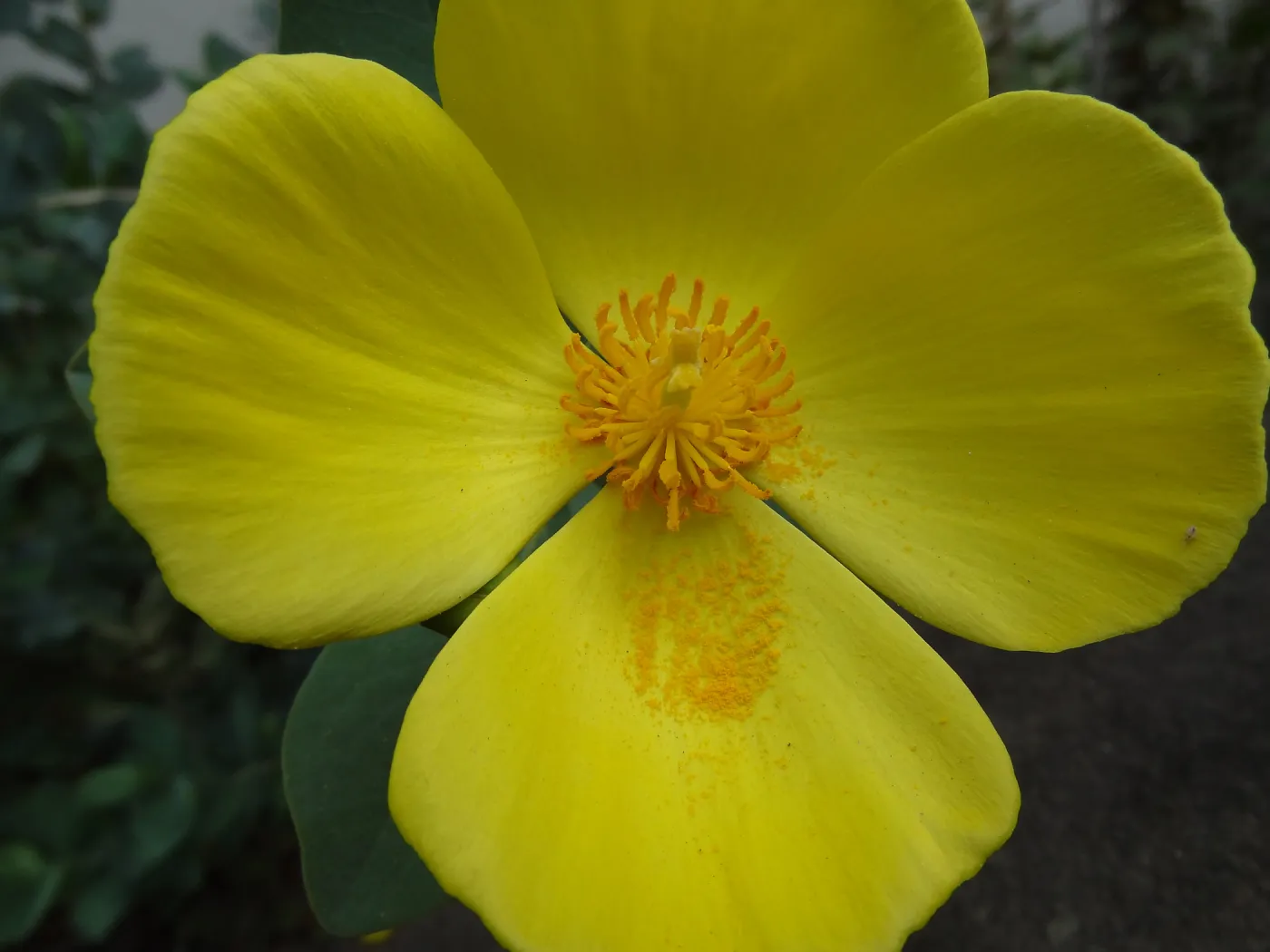 Dendromecon flower