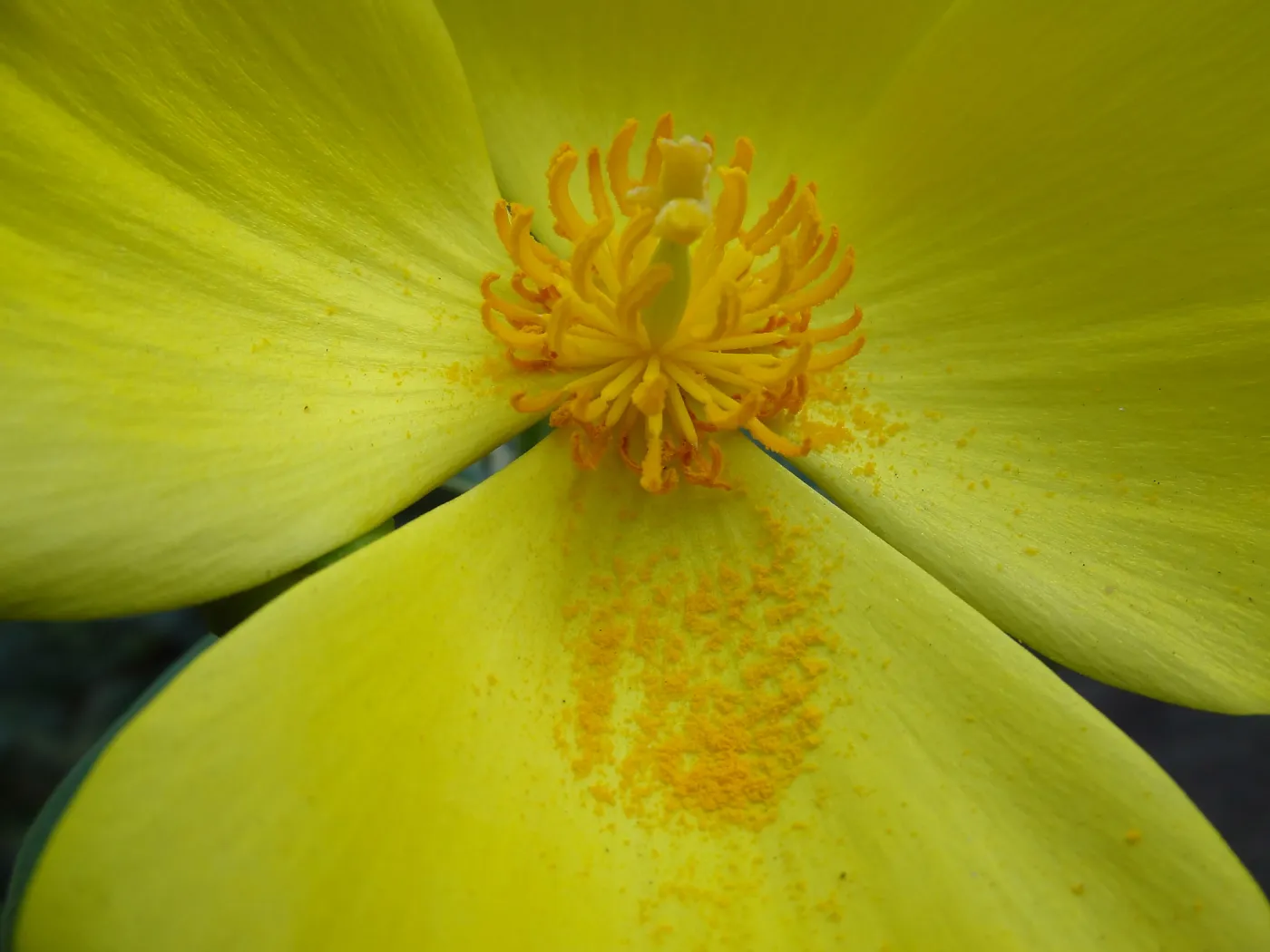 Dendromecon flower