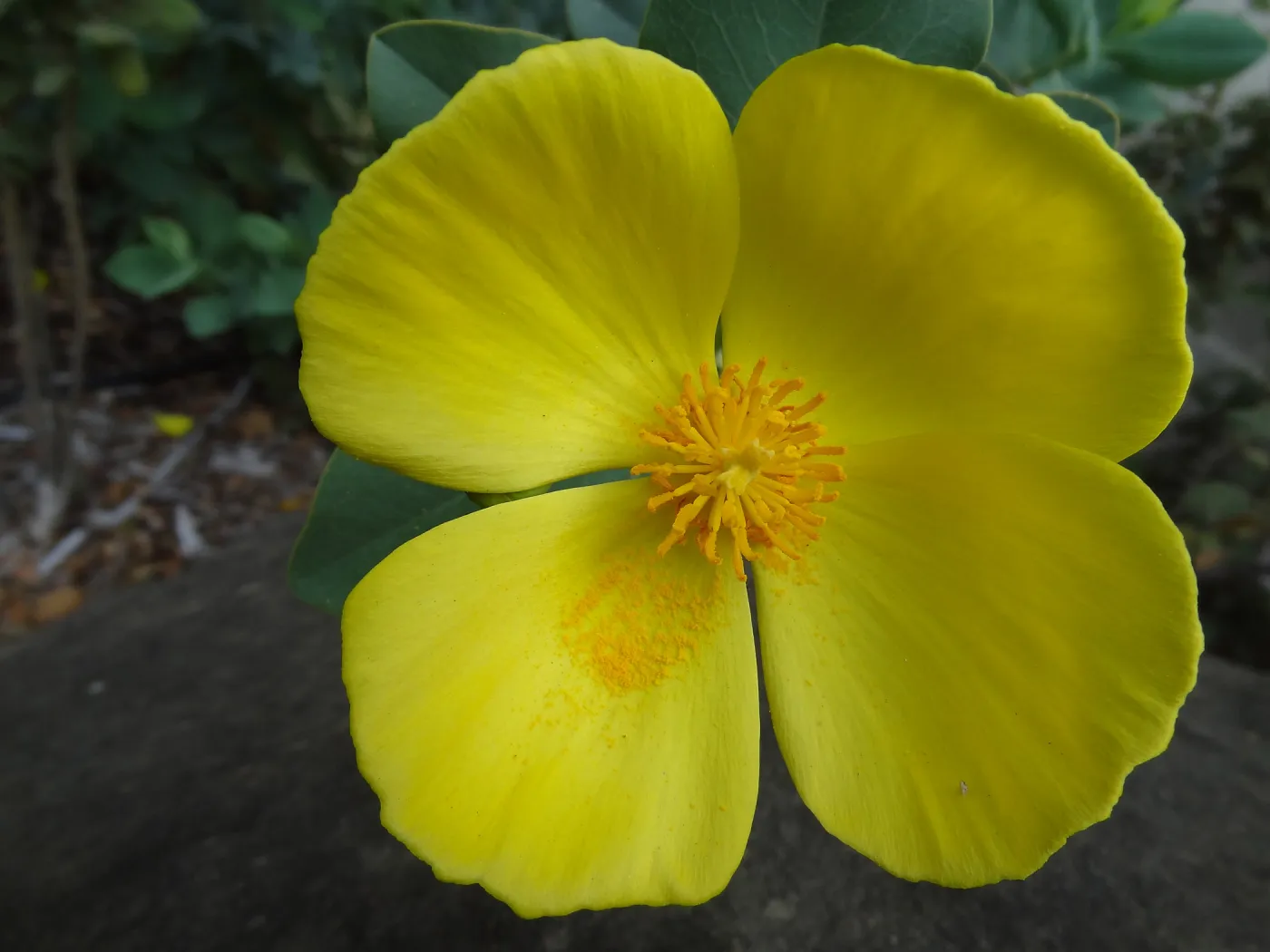 Dendromecon flower