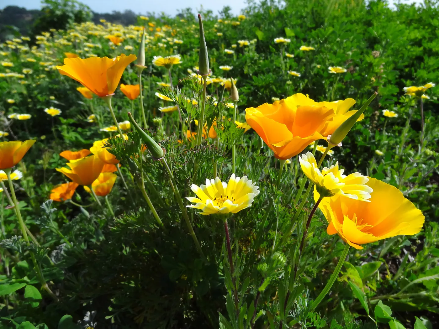 Wildflower display on the east side of the Garden