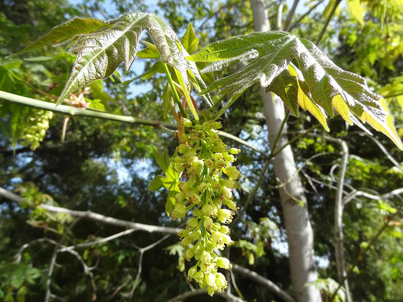 Sycamore inflorescence and leaves
