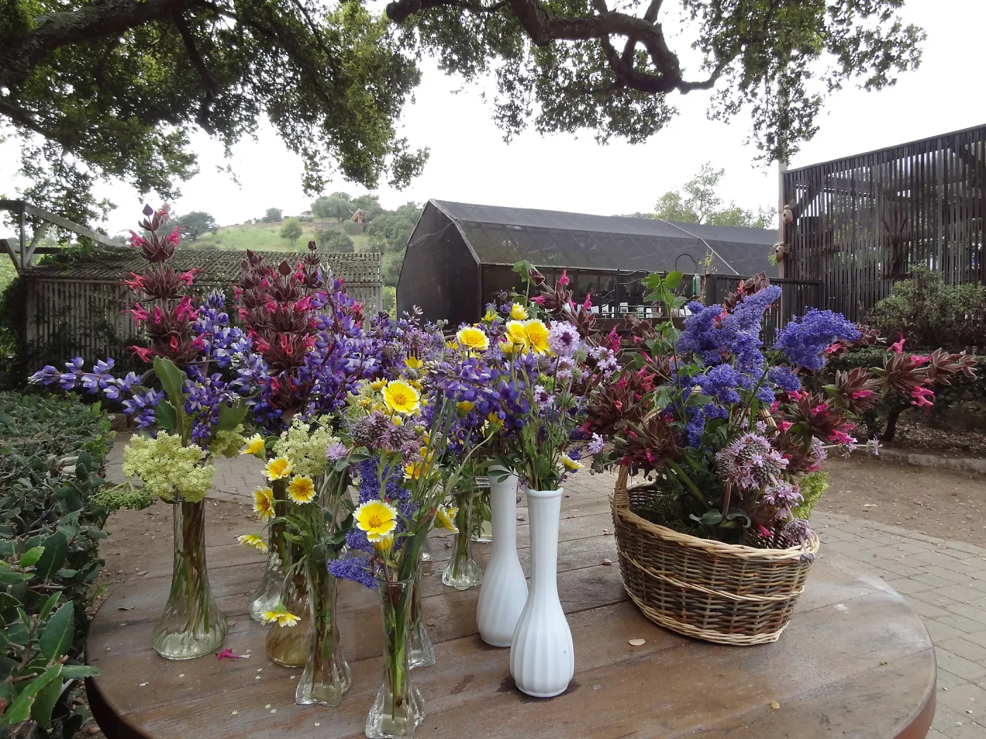 Native wildflower floral arrangements from the Garden, SBBG Members Picnic 2013, March 20 2013
