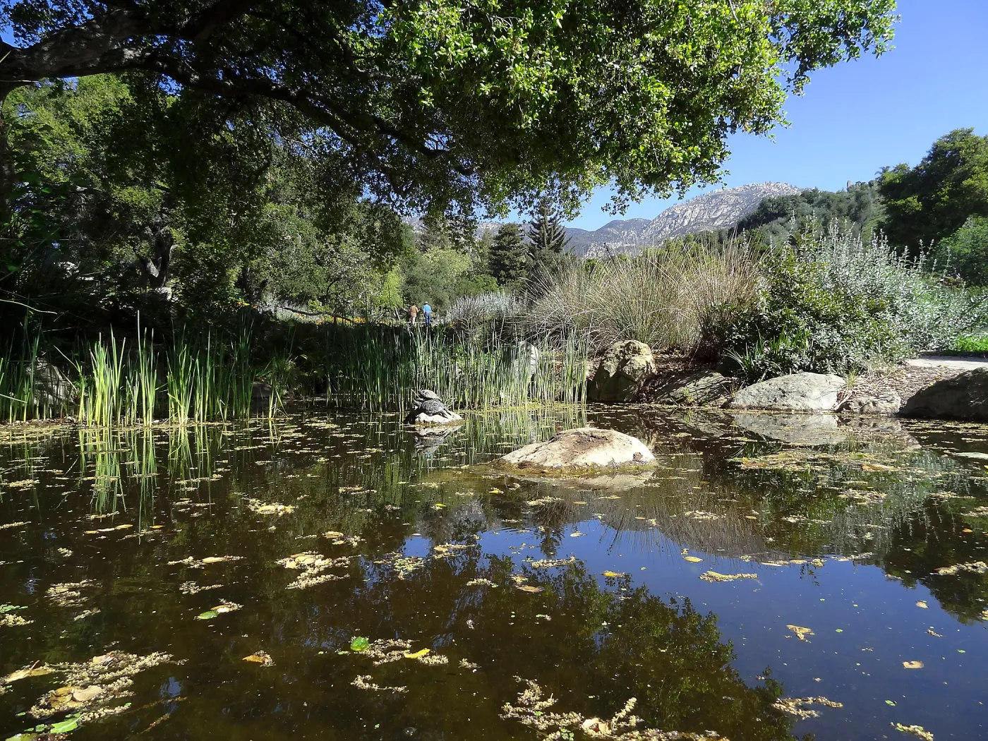 Meadow Pond, turtles, Meadow Oaks, SBBG