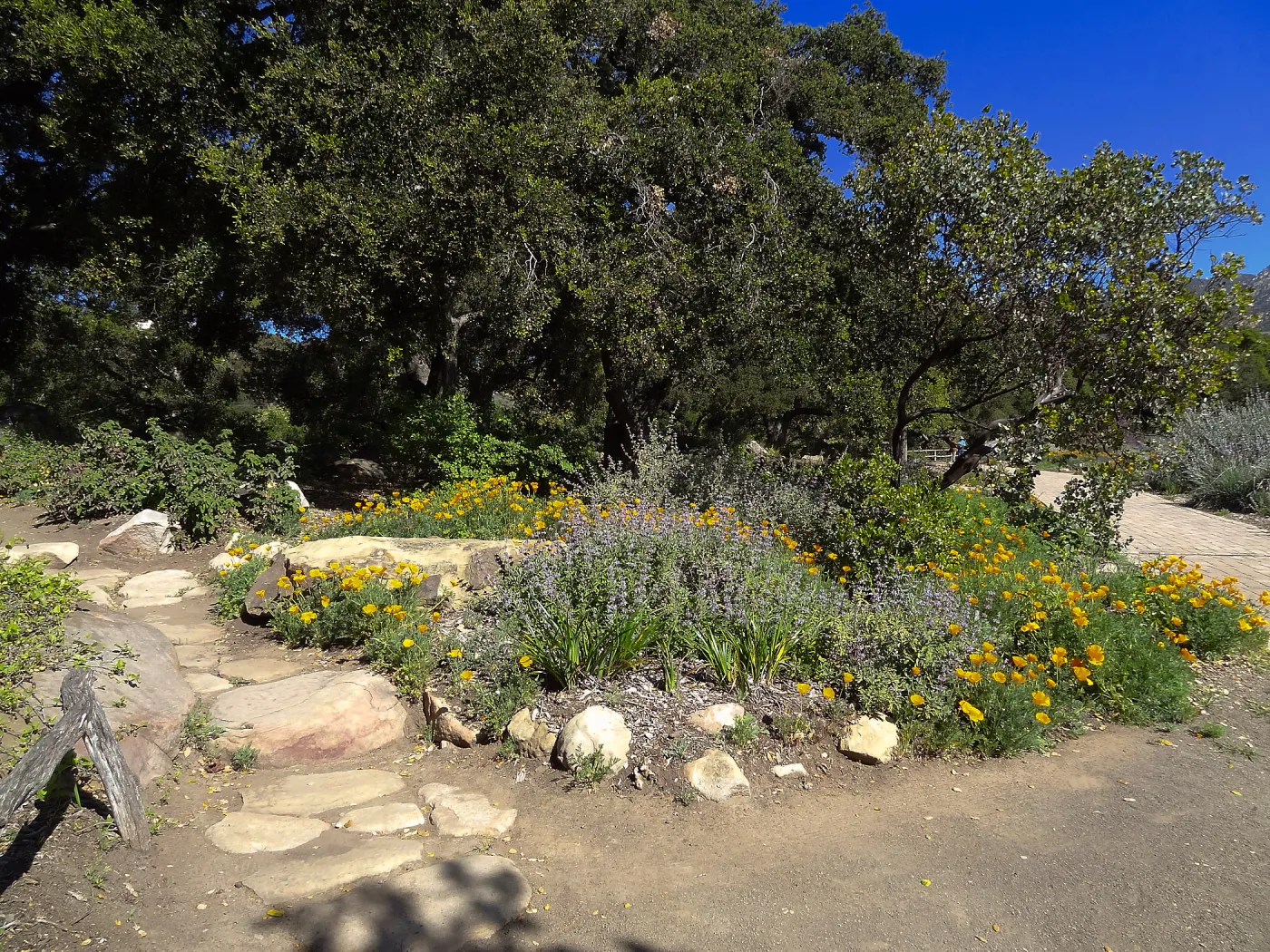 Meadow Oaks, SBBG