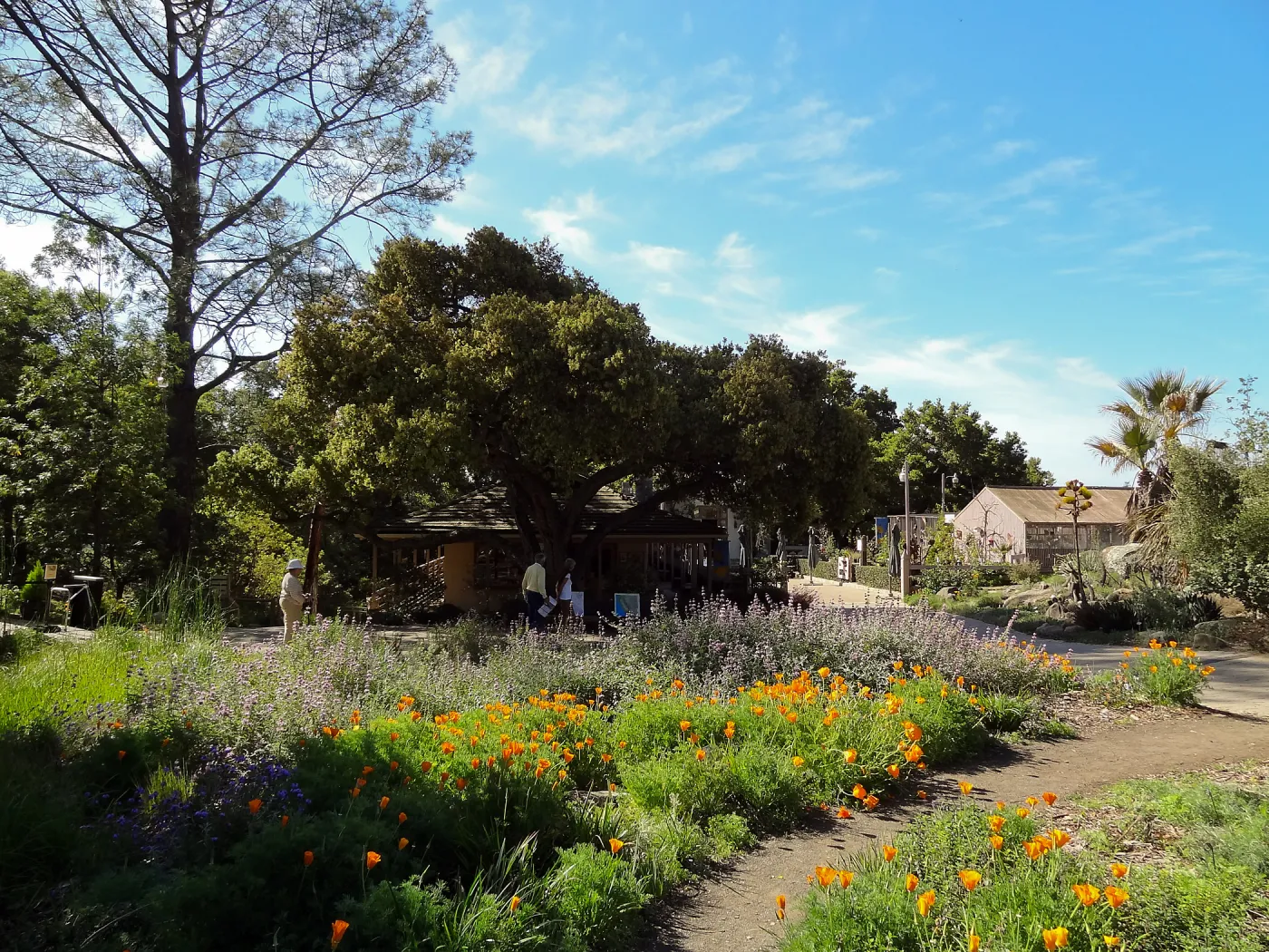lower Meadow in bloom, wildflower display, Garden Shop, Entrance oak, SBBG