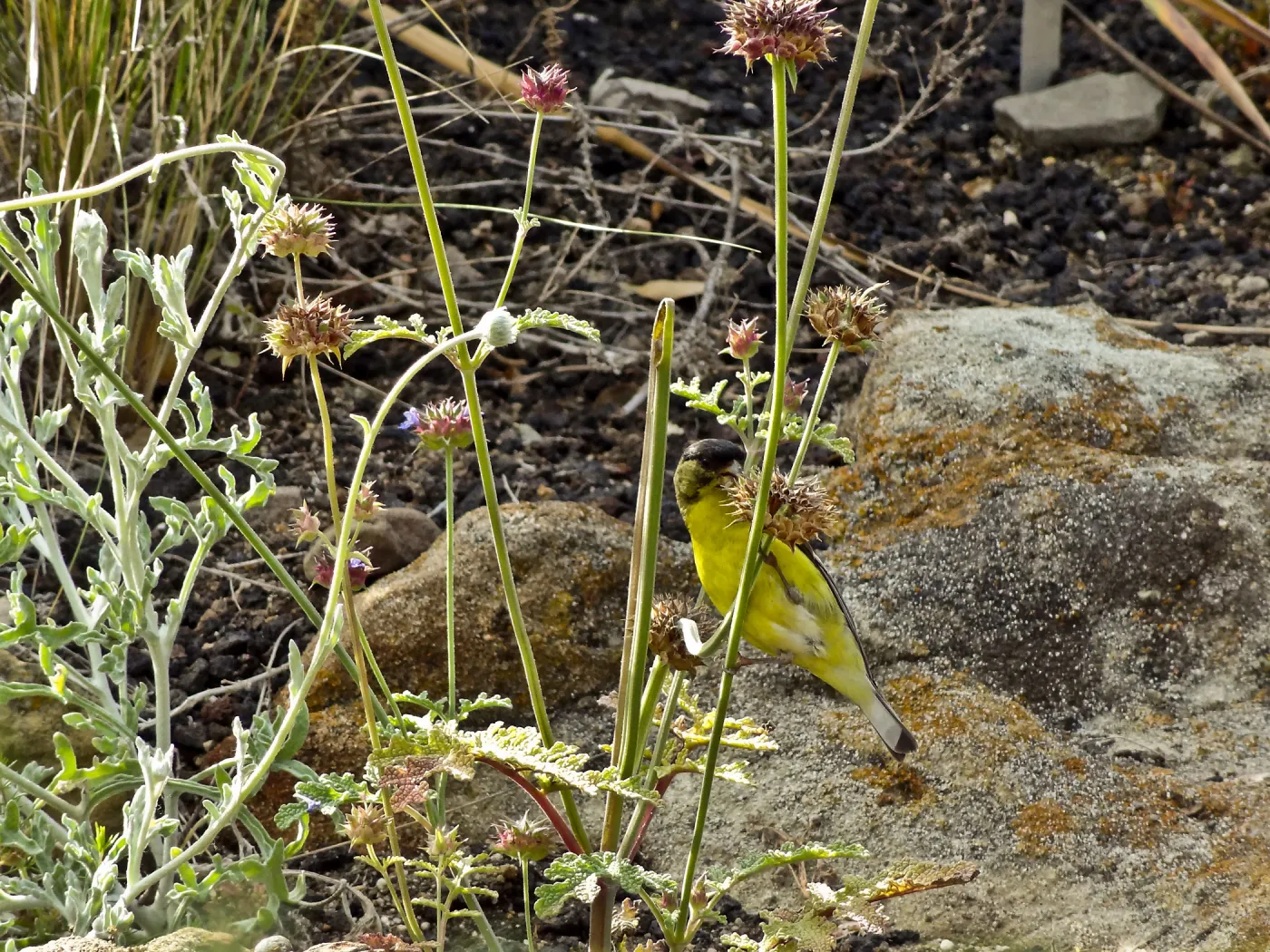 Gold finch, Desert Section, SBBG, bird