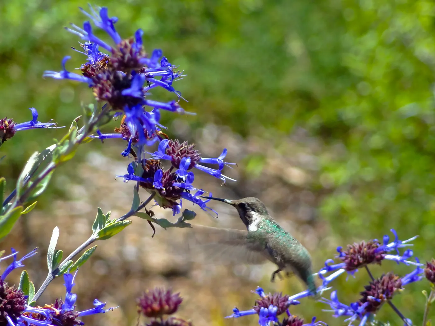 Hummingbird visiting Salvia, (sage) SBBG