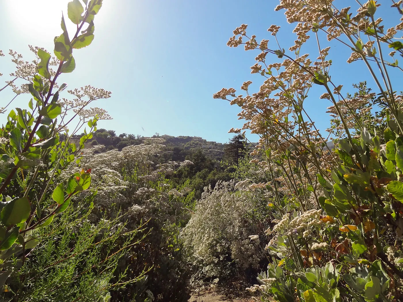 Porter Trail spur to Hort building, Eriogonum (wild buckwheat) in bloom, SBBG